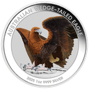 Australien Wedge-Tailed Eagle 1 Unze Silbermünze 2025 - coloriert | Coincard